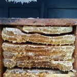 miel, miel bio, le miel, miel de montagne, miel naturel