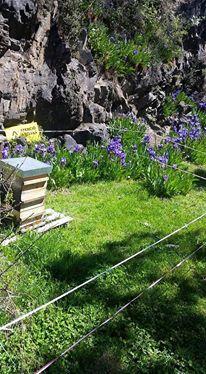 miel bio, miel écologique, miel naturel, miel de montagne, miel pyrenees, miel de haute montagne, miel rare, miel