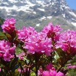 miel rhododendron, rhododendron, miel de montagne, miel de haute montagne, miel des pyrenees