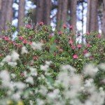 rhododendron, miel de rhododendron, miel rhododendron, miel de montagne