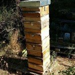 ruche warré, ruche warre, ruche écologique, petite ruche, ruche de montagne