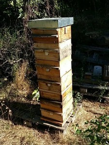 fonctionnement ruche warré, ruche bio, ruche écologique, ruche warre