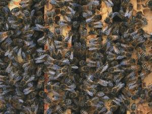 vente essaim abeille noire, abeille noire, vente essaim